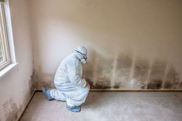 Mold Remediation for Vacation Homes